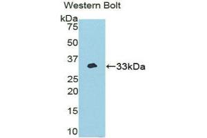 Western Blotting (WB) image for anti-NIMA (Never in Mitosis Gene A)-Related Kinase 2 (NEK2) (AA 148-397) antibody (ABIN1859977) (NEK2 antibody  (AA 148-397))