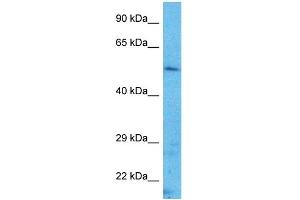Host:  Rabbit  Target Name:  TFAP2A  Sample Type:  Hela Whole Cell lysates  Antibody Dilution:  1. (TFAP2A antibody  (N-Term))