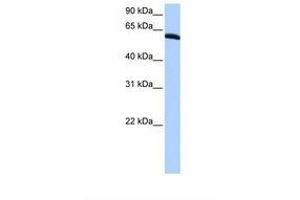 Image no. 1 for anti-Thyroid Hormone Receptor Interactor 6 (TRIP6) (N-Term) antibody (ABIN6738768) (TRIP6 antibody  (N-Term))