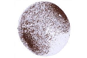 cerebellum cortex Stratum moleculare (Recombinant MBP antibody  (AA 150-250))