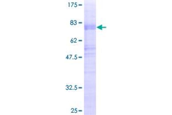 NEUROD6 Protein (AA 1-337) (GST tag)