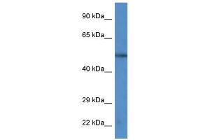 WB Suggested Anti-CAMK4 Antibody Titration: 1. (CAMK4 antibody  (C-Term))