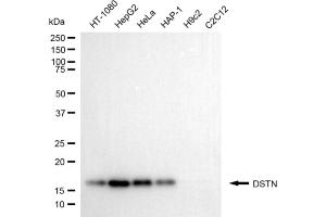 Western blotting analysis using DSTN antibody (ABIN7798321). (Destrin antibody)