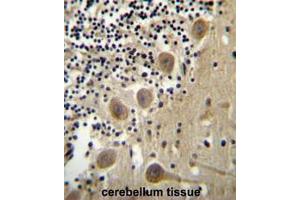 BEND6 Antibody (C-term) immunohistochemistry analysis in formalin fixed and paraffin embedded human cerebellum tissue followed by peroxidase conjugation of the secondary antibody and DAB staining. (BEND6 antibody  (C-Term))