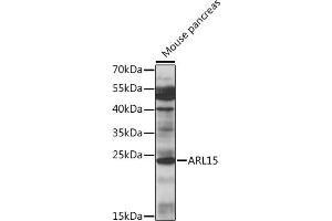 Western blot analysis of extracts of mouse pancreas, using  antibody (ABIN7265491) at 1:1000 dilution. (ARL15 antibody  (AA 1-204))