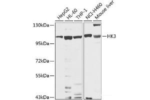 HK3 antibody