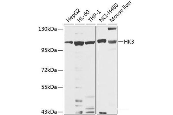 HK3 antibody