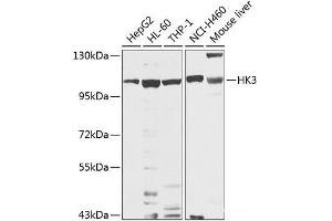 Western blot analysis of extracts of various cell lines using HK3 Polyclonal Antibody at dilution of 1:1000. (HK3 antibody)