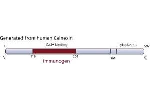 Image no. 3 for anti-Calnexin (CANX) (AA 116-301) antibody (ABIN968018) (Calnexin antibody  (AA 116-301))