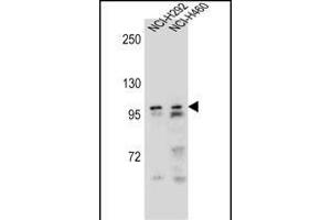 AR Antibody (Center) (ABIN656982 and ABIN2846165) western blot analysis in NCI-,NCI- cell line lysates (35 μg/lane). (Androgen Receptor antibody  (Center))