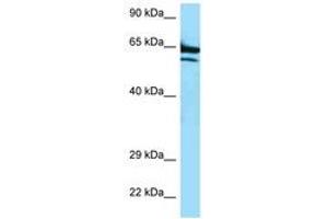 Image no. 1 for anti-AarF Domain Containing Kinase 2 (ADCK2) (AA 523-572) antibody (ABIN6747375) (ADCK2 antibody  (AA 523-572))