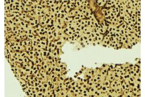 ABIN6277253 at 1/100 staining Mouse liver tissue by IHC-P. (Thymopoietin antibody  (Internal Region))