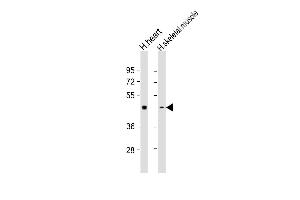 Lane 1: human heart, Lane 2: human skeletal muscle lysate at 20 µg per lane. (PDK2 antibody)