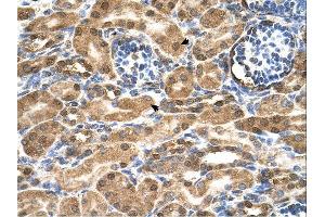 SDF2 antibody was used for immunohistochemistry at a concentration of 4-8 ug/ml. (SDF2 antibody  (N-Term))