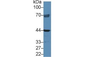 Detection of NAGa in Human Hela cell lysate using Polyclonal Antibody to N-Acetylgalactosaminidase Alpha (NAGa)