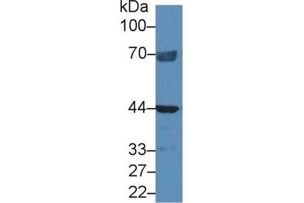 NAGA Antikörper  (AA 18-217)