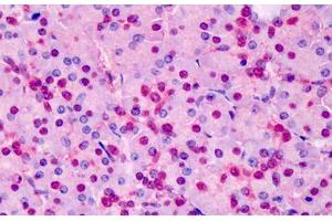 Human Pancreas: Formalin-Fixed, Paraffin-Embedded (FFPE) (TPI1 antibody  (AA 274-286))