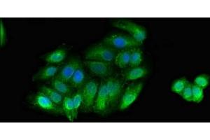 Immunofluorescent analysis of HepG2 cells using ABIN7160538 at dilution of 1:100 and Alexa Fluor 488-congugated AffiniPure Goat Anti-Rabbit IgG(H+L) (MYLK antibody  (AA 290-398))