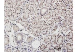 Immunoperoxidase of monoclonal antibody to ANGPTL7 on formalin-fixed paraffin-embedded human salivary gland. (ANGPTL7 antibody  (AA 27-126))