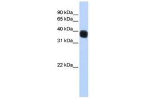 Image no. 1 for anti-Single Stranded DNA Binding Protein 3 (SSBP3) (C-Term) antibody (ABIN6741312)