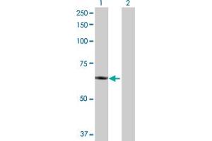 Western Blot analysis of PLTP expression in transfected 293T cell line by PLTP MaxPab polyclonal antibody. (PLTP antibody  (AA 1-493))