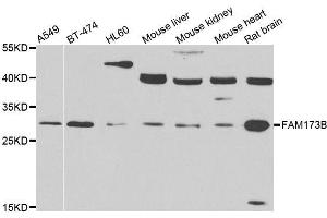 Western blot analysis of extracts of various cell lines, using FAM173B antibody. (FAM173B antibody  (AA 1-233))