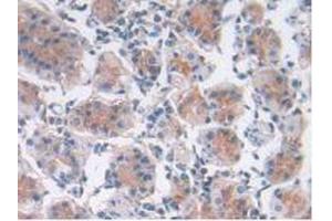 IHC-P analysis of Human Stomach Tissue, with DAB staining. (LIF antibody  (AA 2-201))