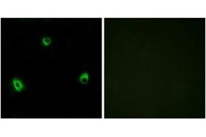 Immunofluorescence (IF) image for anti-Olfactory Receptor, Family 10, Subfamily A, Member 4 (OR10A4) (AA 261-310) antibody (ABIN2890913) (OR10A4 antibody  (AA 261-310))