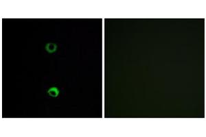 Immunofluorescence analysis of MCF-7 cells, using OR3A2 antibody.