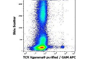 Flow cytometry surface staining pattern of human peripheral whole blood stained using anti-human TCR Vgamma9 (B3) purified antibody (concentration in sample 1,7 μg/mL, GAM APC). (TCR V gamma 9 antibody)