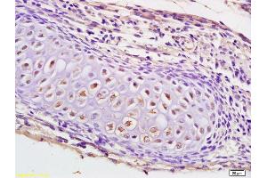 Formalin-fixed and paraffin embedded mouse embryo labeled with Anti-KLK8 Polyclonal Antibody, Unconjugated (ABIN759116) at 1:200 followed by conjugation to the secondary antibody and DAB staining. (Kallikrein 8 antibody  (AA 51-150))