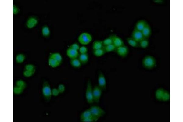CDKN3 antibody  (AA 1-172)