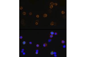 Immunofluorescence analysis of 293T-BC-Flag-GFP-N cells using Mouse anti DDDDK-Tag mAb (ABIN3020558, ABIN3020559, ABIN3020560 and ABIN1512923) at dilution of 1:100 (40x lens). (DYKDDDDK Tag antibody)