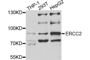 Western blot analysis of extracts of various cell lines, using ERCC2 antibody (ABIN5973287) at 1/1000 dilution. (ERCC2 antibody)