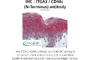 Image no. 2 for anti-Integrin, alpha 3 (ITGA3) (N-Term) antibody (ABIN1736068) (ITGA3 antibody  (N-Term))