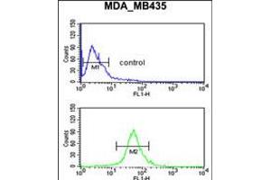 Flow cytometric analysis of MDA-MB435 cells (bottom histogram) compared to a negative control cell (top histogram). (GABRD antibody  (AA 331-358))