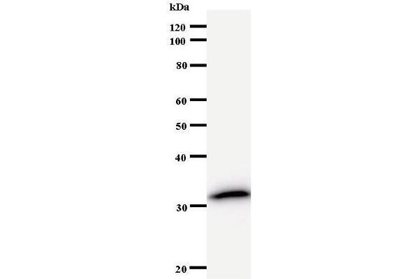 NAA38 antibody