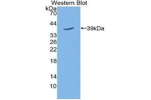 Western Blotting (WB) image for anti-Trophoblast Glycoprotein (TPBG) (AA 34-356) antibody (ABIN2118920) (TPBG antibody  (AA 34-356))