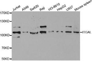 Western blot analysis of extracts of various cell lines, using ITGAL antibody. (ITGAL antibody  (AA 26-306))