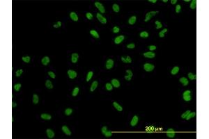 Immunofluorescence (IF) image for anti-Exportin 5 (XPO5) (AA 1-280) antibody (ABIN566124)