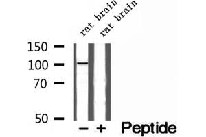 Western blot analysis of extracts of rat brain tissue, using Synaptopodin antibody. (SYNPO2 antibody  (Internal Region))