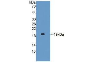 Figure. (HBA1 antibody  (AA 1-142))