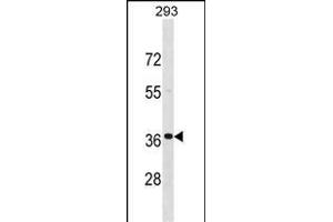 TNNT3 Antibody (C-term) (ABIN1537681 and ABIN2848671) western blot analysis in 293 cell line lysates (35 μg/lane). (TNNT3 antibody  (C-Term))