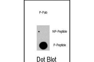 Dot blot analysis of anti-RAF1-p Phospho-specific Pab (R) on nitrocellulose membrane. (RAF1 antibody  (pTyr341))