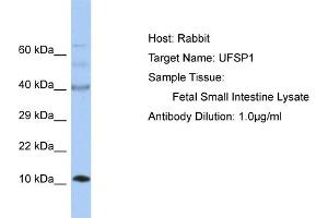Host: Rabbit Target Name: UFSP1 Sample Tissue: Human Fetal Small Intestine Antibody Dilution: 1ug/ml (UFSP1 antibody  (C-Term))