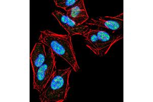Immunofluorescence analysis of Hela cells using PLCG2 mouse mAb (green). (Phospholipase C gamma 2 antibody  (pTyr753))