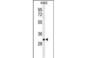 Western blot analysis of PGP Antibody (N-term) (ABIN653810 and ABIN2843085) in K562 cell line lysates (35 μg/lane). (PGP antibody  (N-Term))