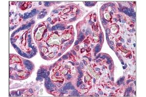 Human Placenta: Formalin-Fixed, Paraffin-Embedded (FFPE) (STAU1/Staufen antibody  (C-Term))
