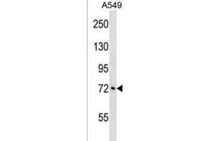 Ataxin 1-Like anticorps  (AA 385-411)