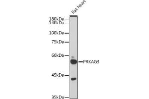 Western blot analysis of extracts of Rat heart, using PRK antibody (ABIN6129909, ABIN6146189, ABIN6146191 and ABIN6218391) at 1:1000 dilution. (PRKAG3 antibody  (AA 1-210))